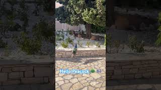 Non paying hotel guest in Greece Peacock peacock birds corfu [upl. by Amehsat]