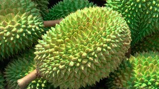 Durian Season in Singapore [upl. by Caprice226]