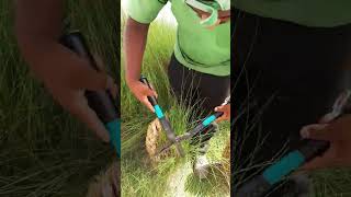 Pennisetum Grass Cutting viralvideo youtubeshorts shorts foryou shortvideo youtube subscribe [upl. by Narahs]