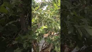 Guava tree fruitfully Guavatree guavafruits Guavaplant guavaleaf youtubeshorts [upl. by Chandler]