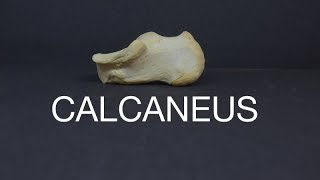 CALCANEUS [upl. by Donny770]