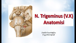 Nervus Trigeminus  Neuroanatomy  Nöroanatomi Konu Anlatımı 19 [upl. by Urbannal504]