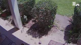 Raccoon attacks familys cat as she defends her litter [upl. by Elleuqram]