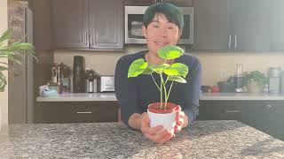 Ficus umbellata Umbrella Ficus Giant Heart Leaf Ficus care [upl. by Einor311]