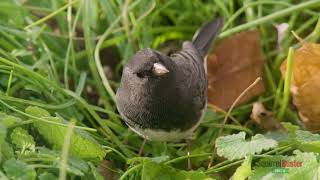 Squirrel Buster Finch for Darkeyed Juncos [upl. by Consalve965]