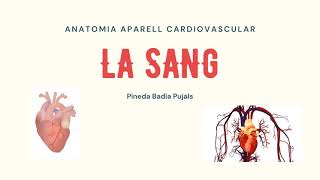 Anatomia de laparell cardiovascular 2 La sang [upl. by Alyakam]