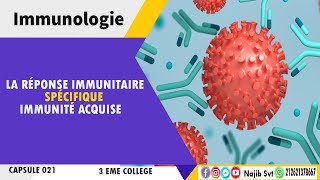 Immunologie  La réponse immunitaire spécifique ou acquise 3éme collège [upl. by Pammie810]