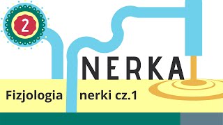 Nerka 2 Fizjologia nerki  kłębuszek nerkowy kanaliki nerkowe próg nerkowy klirens GFR [upl. by East]