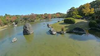 Japanese Garden under 100g digital FPV [upl. by Ralleigh]