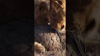 lions cannot prey on this animal animals wildlife lion wildlion wildanimals satwaliar shorts [upl. by Admama755]