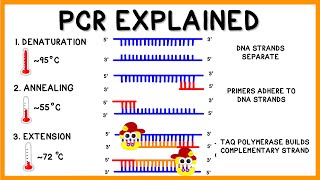 PCR Polymerase Chain Reaction Explained [upl. by Veradi476]