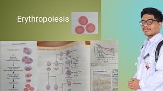 Erythropoiesis  Genesis of Erythropoiesis Stages of Erythropoiesis [upl. by Jaala]