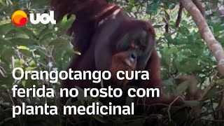 Orangotango usa planta medicinal para tratar ferida em registro inédito de cientistas veja o vídeo [upl. by Neetsirk5]