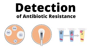 Detection Methods for Antibiotic Resistance [upl. by Frissell196]