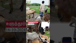 Ulundurpet Goat Market goat shortvideo shorts [upl. by Nyrret]