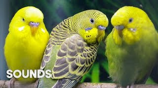 Budgies singing in Pet Store  Parakeet Sounds  1 Hour [upl. by Retlaw]