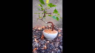 bonsai  Ficus religious😇🥰🙏 [upl. by Jacinta]