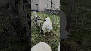 Valais Blacknose Sheep Gets Sandbagged By Nia Jax sheeplove [upl. by Feodore]