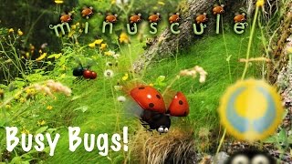 minuscule Busy Bugs official mobile game trailer [upl. by Mackoff]