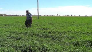 Growing Lucerne with Netafim [upl. by Annavahs]