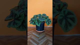 Natures confetti plant Meet the Begonia masoniana [upl. by Astera]