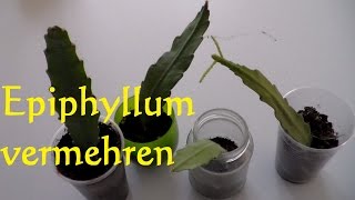 Kaktus Epiphyllum vermehren Ableger Steckling bewurzeln  Blattkaktus vermehren [upl. by Alber83]