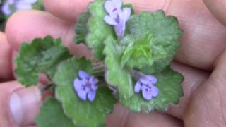 Ground Ivy wild edible Glechoma hederacea [upl. by Ellehcyt]