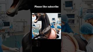 Doctors save pregnant mare horse mare pregnant humanity helptheanimals horselover foal [upl. by Atinot529]