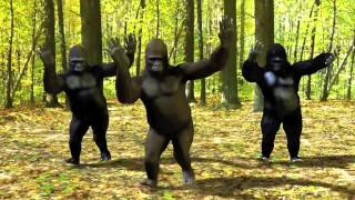 Gorillas Dancing to Epic Sax Guy [upl. by Merta]