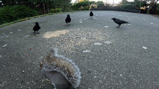 Crows cawing when foraging with squirrels [upl. by Larianna]