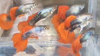 Amazing Flamelike Red Firetail Guppies [upl. by Opportina]