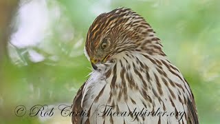 Accipiter cooperii COOPERS HAWK compilation 3046906 [upl. by Anelas]