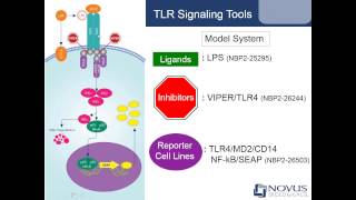 Activating and Inhibiting Toll like Receptor Signaling Pathways [upl. by Suiraj]