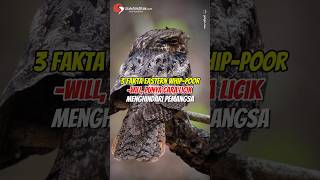 3 Fakta Eastern Whippoorwill Punya Cara Licik Menghindari Pemangsa shorts animals birds [upl. by Lucius188]