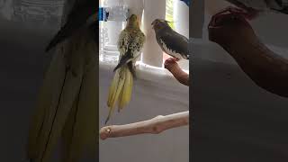 lionking disney music cockatielcraze birds parrot birb funnyanimals cutesweetbird vipboo [upl. by Nahguav]