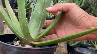 CEK ALOE VERA AGAR TERUS SEHAT DAN INDAH fypシ゚viral plants fyp [upl. by Hterag]