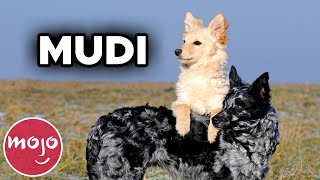 Top 10 Dog Breeds Youve Never Heard Of [upl. by Kenlee669]