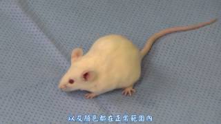 小鼠餵食管實驗操作 Mouse Oral Gavage Training [upl. by Ardnala147]