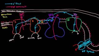 Electron Transport Chain Part 3 of 3  Oxidative Phosphorylation Chemiosmosis ATP Synthase [upl. by Shermy]