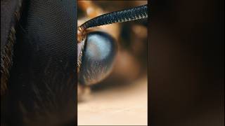 Learn more about a Skullcap hawkmoth beehive hawkmoth insects [upl. by Lodnar]