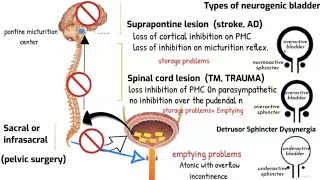 Neurogenic bladder and Micturition reflex [upl. by Baily387]