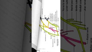 Brachial flexes anatomy short note 🔥brachialplexus brachialplexusinjury anatomy [upl. by Evalyn]