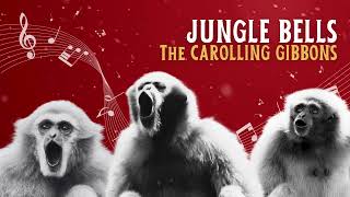 The Carolling Gibbons  Jungle Bells [upl. by Staal]