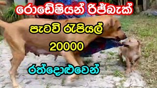 rhodesian ridgeback for sale  rhodesian ridgeback sale in Raddoluwa  new pet LK [upl. by Refynnej746]