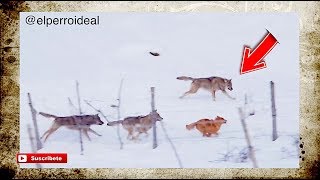 INCREIBLE PERRO ESCAPA de 3 LOBOS  Comunicación con Agresividad Defensiva y Predatoria [upl. by Currier]