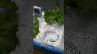 checkout my Hydroponically grown lettuce hydroponics kratkymethod thankyouforwatching [upl. by Nrek412]