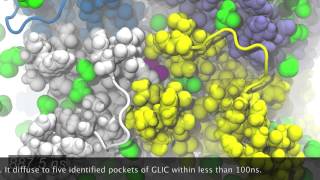 MD simulation of the Ion Channel GLIC Bromoform Binding [upl. by Partan]