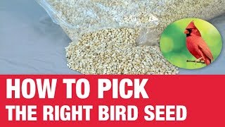 How To Pick Bird Seed  Ace Hardware [upl. by Obellia353]