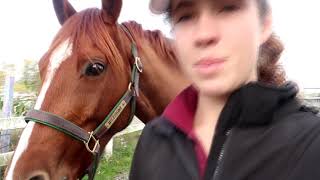 Some Exciting News Horse Vlog [upl. by Brendis]