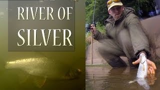 Quality Silver Fish Fishing On The River Tone FREE Waters Somerset [upl. by Joyann]